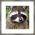 Little Racoon - Procyon Lotor Framed Print