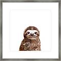 Little Sloth Framed Print