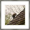 Little Squirrel On A Rooftop Framed Print