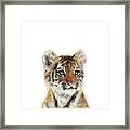 Little Tiger Framed Print