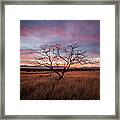 Little Tree Sunset Framed Print