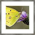 Little Yellow On Bullthistle Framed Print