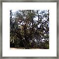 Live Oak Framed Print