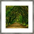 Live Oak Road Framed Print