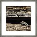 Lizard Framed Print