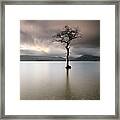 Loch Lomond Lone Tree Framed Print