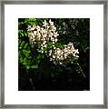 Locust Blossoms Framed Print
