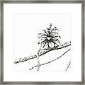 Lodgepole Pine Cone Framed Print