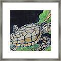 Loggerhead I I Framed Print