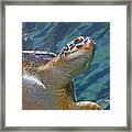 Loggerhead Turtle Framed Print