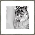 Loki Bw Framed Print