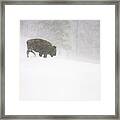 Lone Buffalo Bull In Winter Storm Framed Print