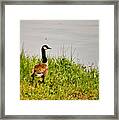Lone Canada Goose - Loch Mary - Earlington Kentucky Framed Print