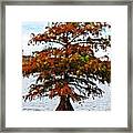Lone Cypress Tree Framed Print