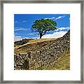 Lone Moorland Tree In Yorkshire Dales Framed Print