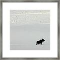 Lone Moose Framed Print