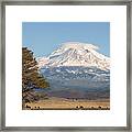 Lone Tree And Mount Shasta Framed Print