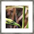 Lone Tree Frog Framed Print