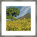 Lone Tree In A Sunflower Field Framed Print