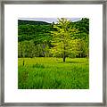 Lone Tree Sieur De Mont Woodland Acadia Framed Print