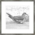 Lonely Dove Framed Print