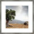 Lonely Olive Tree And Stormy Cloudy Sky Framed Print