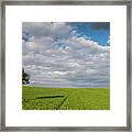 Lonely Olive Tree In A Green Field  And  Moving Clouds Framed Print
