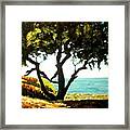 Lonely Tree By The Beach Framed Print