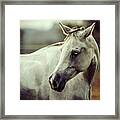 Lonely White Horse Framed Print