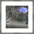 Lonesome Blue Flax Framed Print