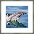 Long Beaked Common Dolphin Framed Print