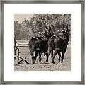 Long Day In The Field Framed Print