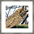 Long Eared Owl 1 Framed Print