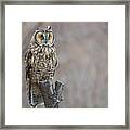 Long Eared Owl Framed Print