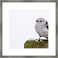 Long-tailed Tit On The Pole Framed Print