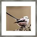 Long-tailed Tit Wag The Tail Framed Print
