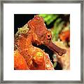 Longsnout Seahorse, St. Croix, U.s. Virgin Islands 3 Framed Print