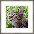 Look A Bird Framed Print