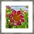 Look At Me Dahlia Framed Print