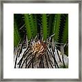 Look But Dont Touch Framed Print