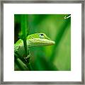 Look Up Lizard Framed Print