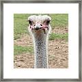 Looking At You Framed Print