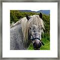 Looking For Handouts On The Dingle Peninsula Framed Print