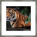 Looking Oh So Sweet Framed Print