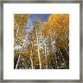 Looking Up Framed Print