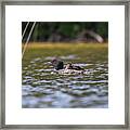 Loon And Chick -9494 Framed Print