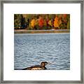 Loon Chick Framed Print