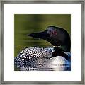 Loon Close Up Framed Print