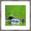 Loon With Chicks Framed Print