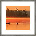 Loon With Young At Sunrise, Nova Scotia Framed Print